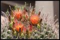 CRW_8923 Barrel cactus in bloom